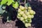 White, amber grapes on the vine.