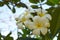 White amd yellow plumerias bouquet and leaf plumeria background,sky background