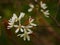 White Amelanchier Blossom