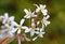 White Amelanchier lamarckii blossom