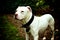 White American Bulldog