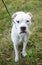 White American Bulldog Boxer dog on leash