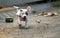 White American bully puppy is jogging and drag small wheel by rope for exercise on the road.