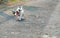 White American bully puppy is jogging and drag small wheel by rope for exercise on the road with.