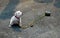 White American bully puppy is running for exercise on the road.