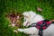 White American Eskimo puppy in red harness rolls in grass and plays with fall leaves