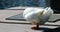 White American pekin duck