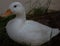 White American Pekin Duck outside in the grass during sunset on a spring evening
