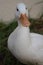 White American Pekin Duck outside in the grass during sunset on a spring evening