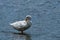 A white American Pekin Duck standing in a pond and preening