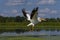 White american pelican Pelecanus erythrorhynchos