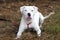 White American Pitbull Terrier dog with blue eye