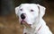 White American Pitbull Terrier dog with blue eye