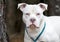White American Pitbull Terrier dog on leash portrait