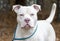White American Pitbull Terrier dog on leash wagging tail