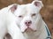 White American Pitbull Terrier dog portrait