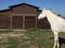 White american quarter horse gelding with mane blowing in wind posed by brown barn