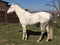 White american quarter horse gelding with mane blowing in wind posed by brown barn