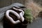 White American royal snake on an alchemical bronze mortar on the background of witchcraft accessories,instruments and ingredients.
