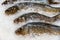 White Amur or Grass Carp Ctenopharyngodon idella. Frozen fresh