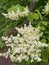 white Amur lilac blooms in the park