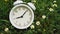 White analog alarm clock with white chamomile flowers and green fresh grass.