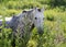 White Andalucian horse