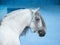 White andalusian horse on bright blue wall background portrait