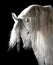 White Andalusian horse on the dark background