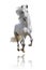 White andalusian horse isolated