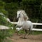 White andalusian horse plays in paddock