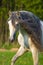 White Andalusian horse portrait in summer