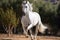 White Andalusian horse run gallop outdoors. Andalusian horse, originating from the Iberian Peninsula, is admired for its