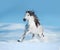 White andalusian horse runs free on winter hill