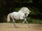 White Andalusian horse runs gallop in summer time