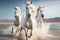 White Andalusian horses galloping