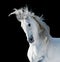 White andalusian stallion