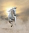 White andalusian stallion