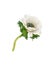 White anemome with black center isoated on white background