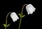 White Anemone coronaria flowers