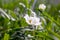 A white anemone flower in the grass blooms and a nearby