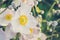 White anemone flower in meadow - vintage look