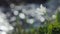 White anemone flower on the river bank close up. Wild anemone nemorosa blooming near the stream. The first spring flowers