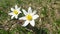 White Anemone flowers