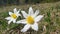 White Anemone flowers