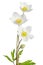 White anemone flowers
