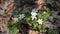 White anemone flowers in the forest