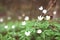 White anemone flowers in forest