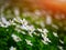 White anemone flowers growing in the wild in a forest in spring