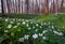 White anemone flowers on the lawn.